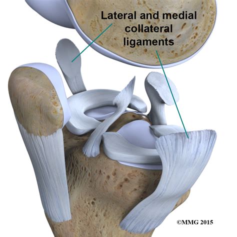 Physical Therapy In Raleigh For Knee Anatomy