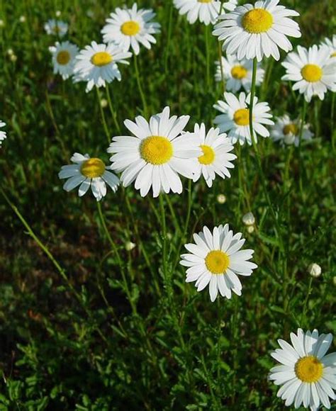 Feb 01, 2018 · while the answer can get a bit technical, there are 6 basic ways cedarwood oil works to kill and repel pests like fleas, ticks, mosquitoes, ants, mites and more. Plants That Repel Insects and Pests | SL