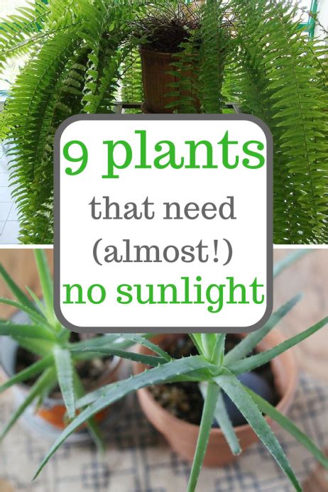 9 Plants That Need Almost No Sunlight Plants