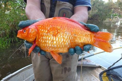 In fact, the idea of goldfish growing small in size is as vague as the misconception of. Giant goldfish threatening freshwater species in WA ...