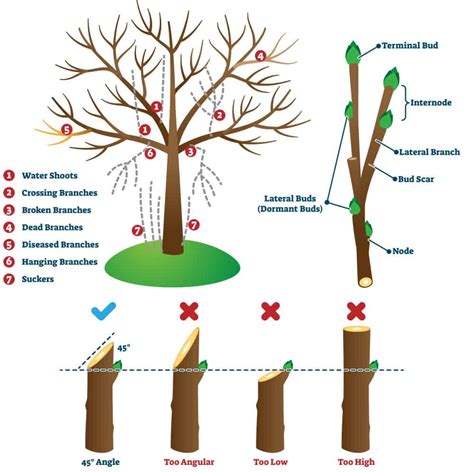 Prune It Or Leave It A Guide To Fall Pruning Stephens Landscaping Professionals