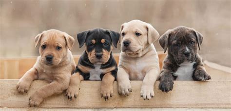 The Best Dog Breed For You Prudent Pet Insurance