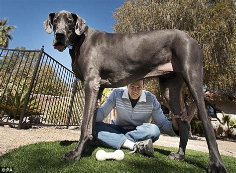 What is the world record for biggest dog? "Giant George" World's Tallest Dog Dies At Home - Science ...