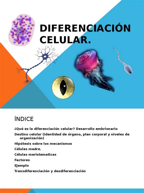 Diferenciación Celular Pdf Diferenciación Celular Biología Celular