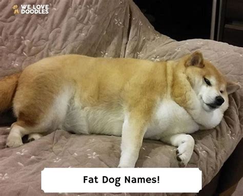 100 Best Fat Dog Names 2023 We Love Doodles