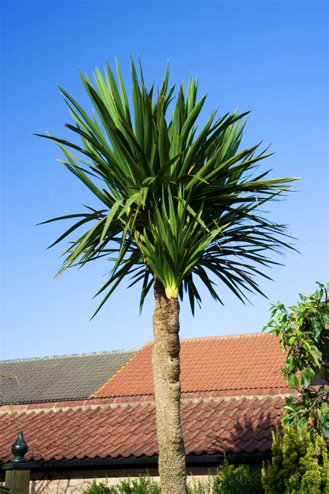 Palm Tree Free Stock Photo Public Domain Pictures