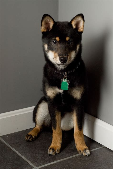 Shiba Inu Nova Has This Coloring Wonder If This Breed Is Part Of