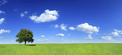 Blue Sky With Field And Tree Allemand Plus