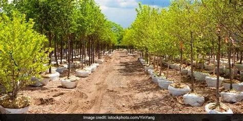 Natural Tree Plantation At Rs 100square Feet In Mumbai Id 21731885948