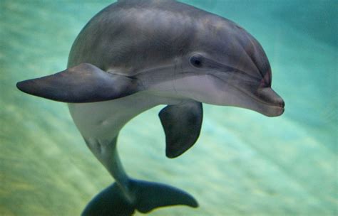 Russias Military Just Bought Five Bottlenose Dolphins And It Wont Say