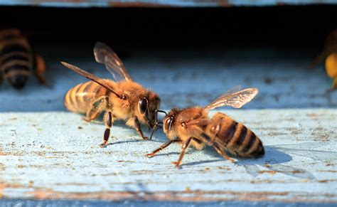 Reproduction Et Cycle De Vie Dune Abeille