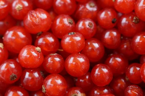 Free Images Berry Flower Ripe Food Produce Shine Cranberry