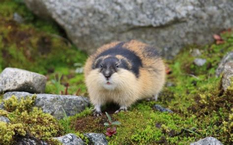 Lemming Species Profile Photos And Facts 101 Animals