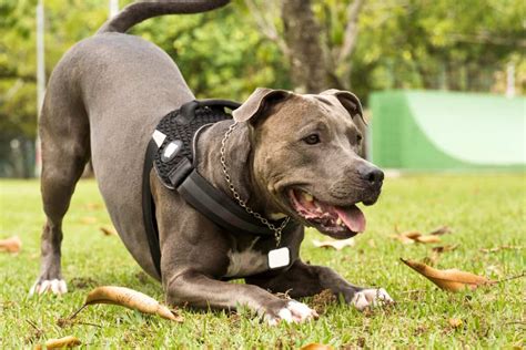 Pitbull Full Blooded How To Tell If A Pitbull Is Purebred 2022