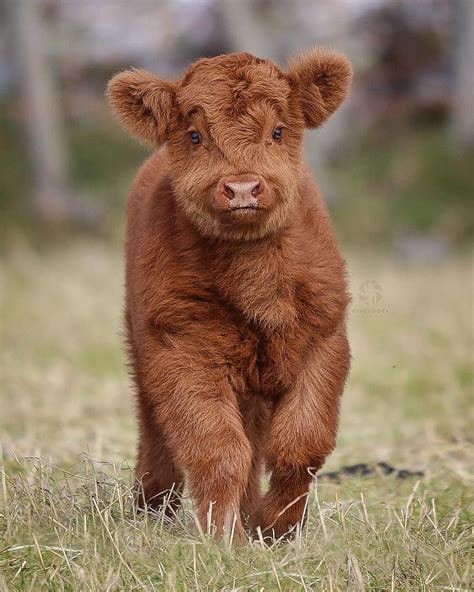 Highland Cow In The Peak District Uk Rpics Highland Cattle Hd