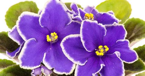 Growing African Violets My Way