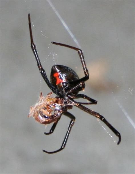 Black Widow Identification Where Do Black Widows Live Hubpages