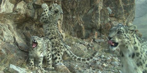 Fresh Product Ideas To Help Protect Snow Leopards Snow Leopard Trust