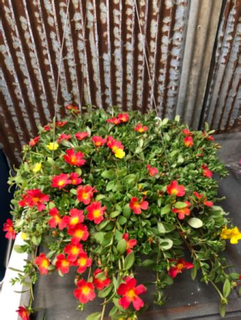 They thrive wherever you plant them but look particularly eye catching in a loose arrangement that spills out of hanging baskets. Cupcake Portulaca Hanging Basket Full Sun Hanging Basket ...