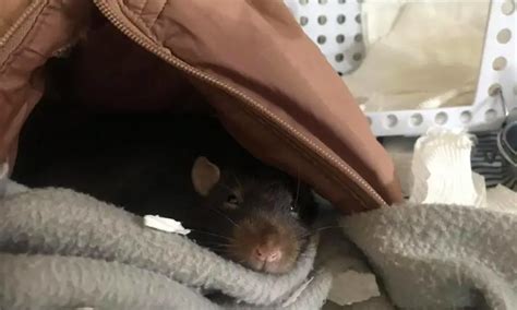 Rat Cage Bedding The Rat Place