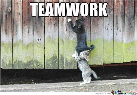 Mews Teamwork Katzenworld