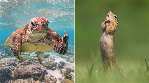 Voici Les 20 Meilleurs Clichés Du Concours De La Photo Animale La Plus