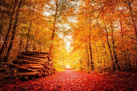 Beautiful Autumn Landscape In Warm Colors Stock Photo Colourbox