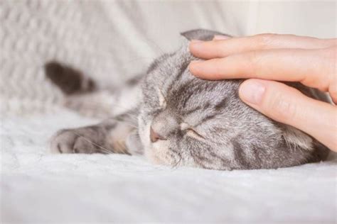 Tail Injuries In Cats Causes Symptoms And Treatment