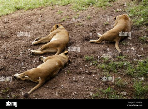Three Female Lions Sleeping Stock Photo Alamy