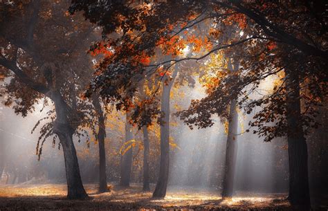 壁纸 树木 景观 森林 秋季 树叶 性质 早上 薄雾 太阳光线 野火 季节 栖息地 大气现象 木本植物