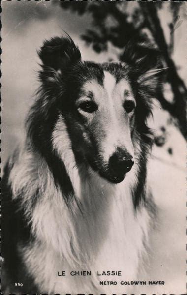Le Chien Lassie The Dog Lassie Metro Goldwyn Mayer Movie And