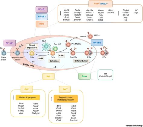 Nf κb Blending Metabolism Immunity And Inflammation Trends In