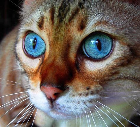 Most Beautiful Cat Pictures On Stumbleupon