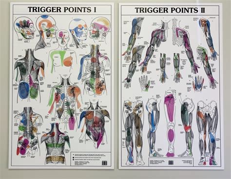 When more than one muscle are in the same location they may be distinguished by their relative size. What is referred pain? | Roisin Sullivan OT