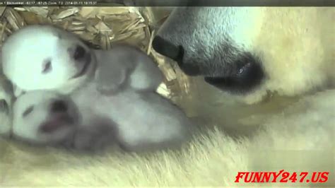 Live Birth Of Polar Bear Twins Animals Giving Birth Youtube