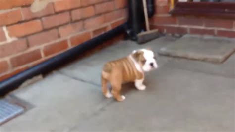 Bulldog Puppy Struggles With Step Coub The Biggest Video Meme Platform