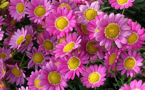 Plants Beautiful Flowers Pink Marguerite Daisy Hd Wallpapers For