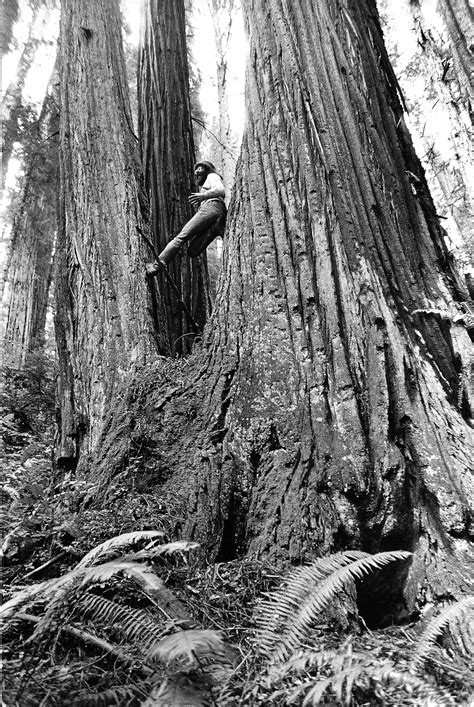 The Ghost Forest | GregKingWriter