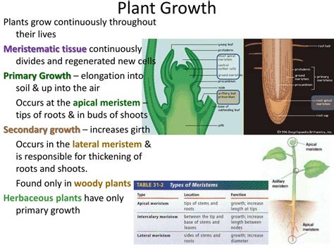 Ppt Plants Powerpoint Presentation Free Download Id2055706