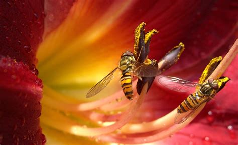 Banco De Imágenes Gratis Los Insectos De Mi Jardín Iv 8 Fotos Tipo Macro