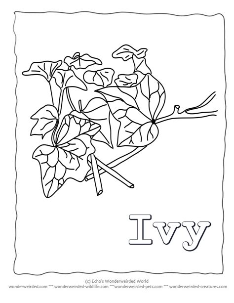 Poison Ivy Plant Coloring Pages Sketch Coloring Page