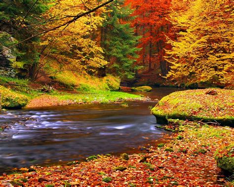 Wallpaper Autumn Forest Trees Leaves River 1920x1440 Hd Picture Image
