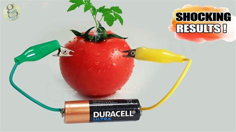 Effect of Electricity on Plant Growth | DIY Gardening Experiment on
