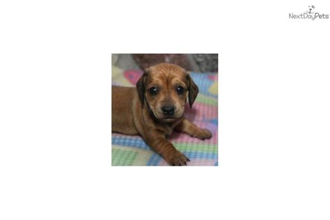 They have an intelligent expression and puppies for sale! SIMSDOM HAIR FEMALE CAT BREEDS PUPPIES FOR SALE - Tiny ...