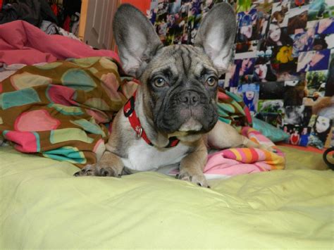 French bulldog puppies for sale ready to go all colors ...