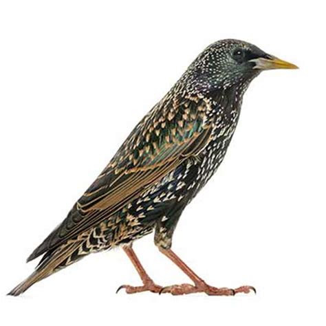 In 1890, a flock of 100 of these birds were released in new york city`s central park. Starling Bird Control & Removal - Las Vegas Nevada