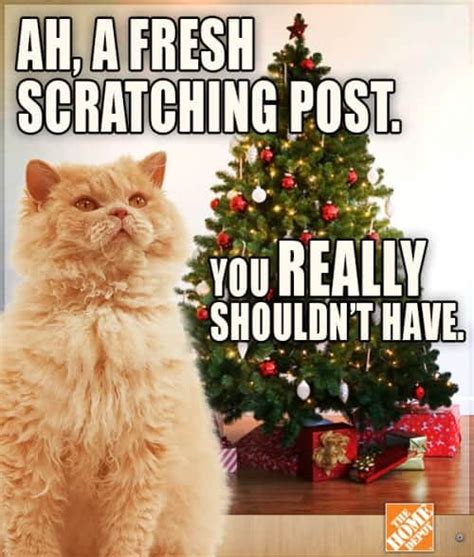 We did not find results for: These Holiday Cat Memes Will Get You In The Christmas ...