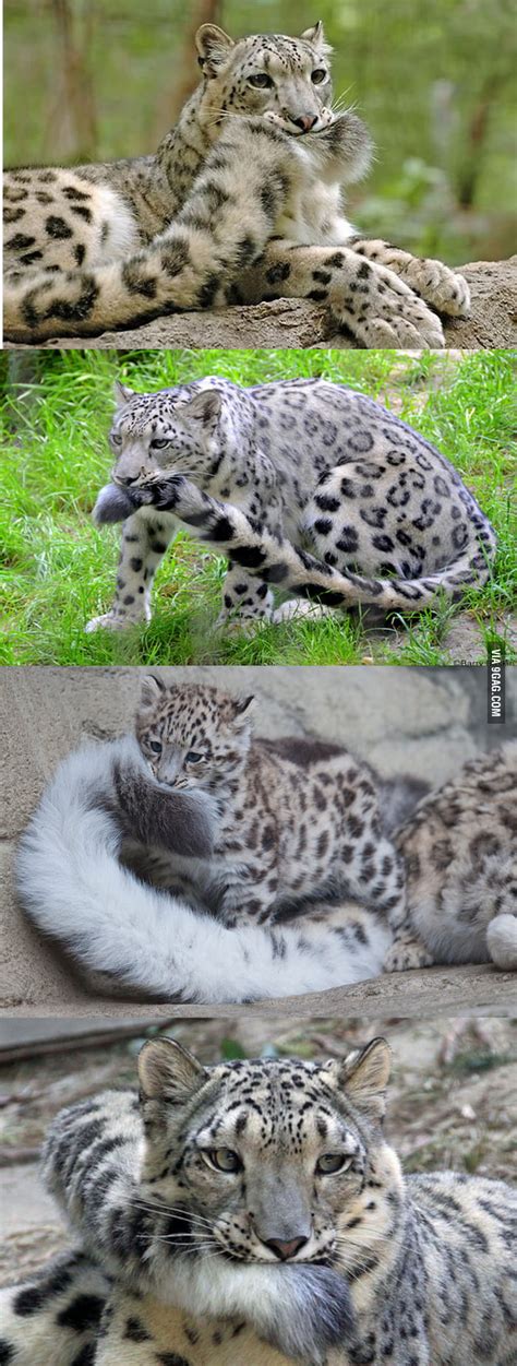 This This Is Why Snow Leopards Are The Best Big Cats~ 9gag