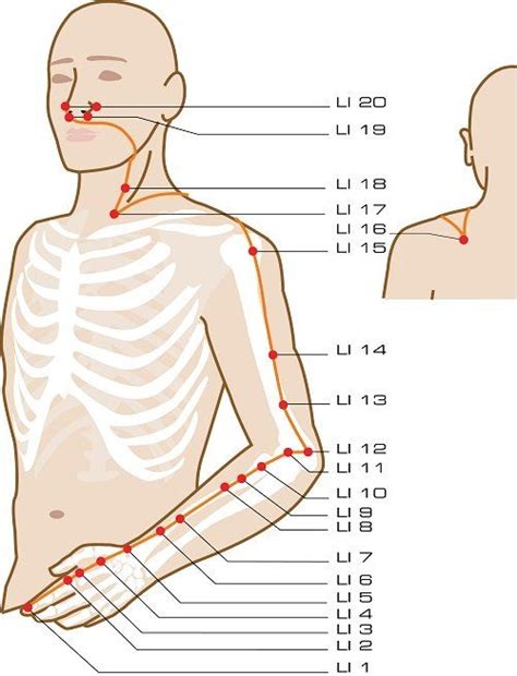 Clears heat, brightens the eyes, benefits the throat, calms the mind, expels healing the heart of ailments caused by disruptions in the large intestine meridian or stomach meridian. Large Intestine Acupuncture Points | Meridians | Pinterest ...