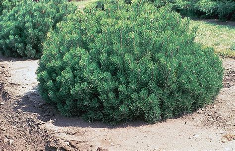 We did not find results for: Mugo Pine Growing: Tips On Caring For Mugo Pines In The ...